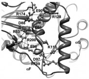 thermophilic protein image