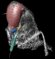 Graphical Abstract Image Elizabeth Grace Clark